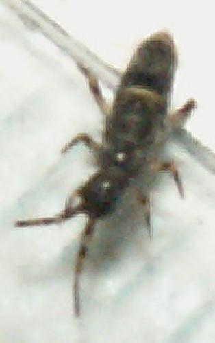 Réf. 947 : Orchesella cincta