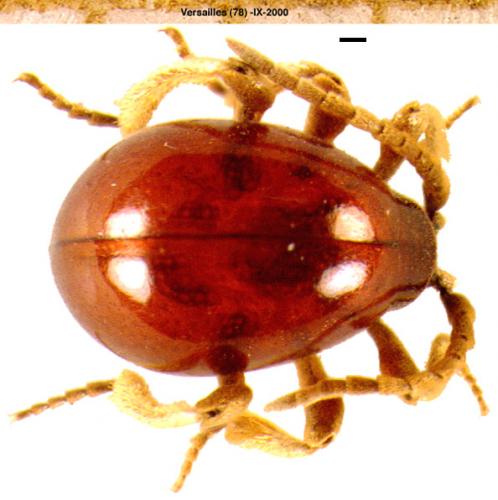 Gibbium psylloides