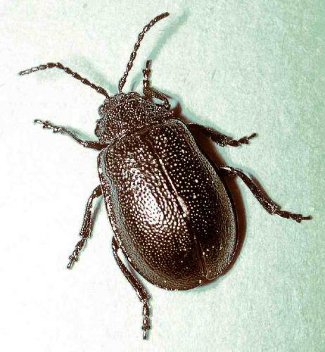 Galeruca sp.
