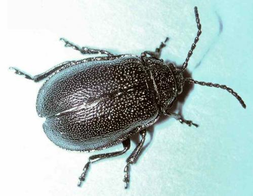 Galeruca sp.