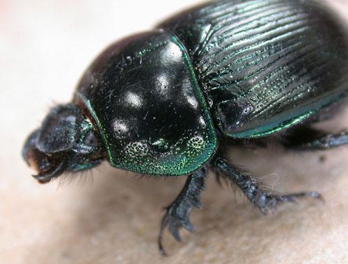 Geotrupes mutator