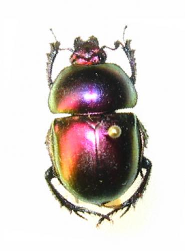 Réf. 825 : Trypocopris fulgidus