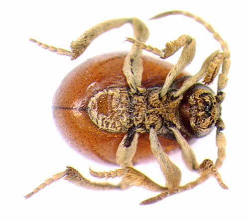 Gibbium psylloides