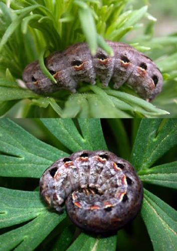 Eurois occulta