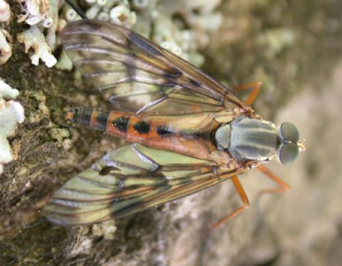 Rhagio scolopaceus