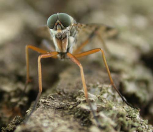 Rhagio scolopaceus