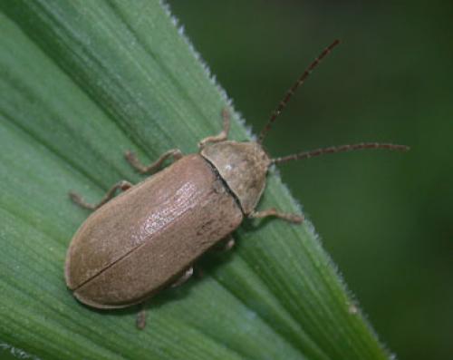 Réf. 658 : Dascillus cervinus