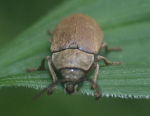 Réf. 659 : Dascillus cervinus