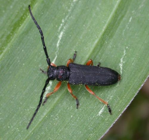 Phytoecia affinis affinis
