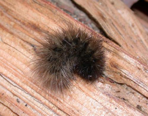 Phragmatobia fuliginosa