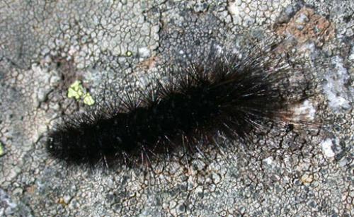 Hyphoraia testudinaria