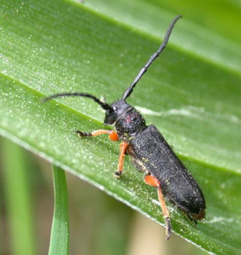 Phytoecia affinis affinis