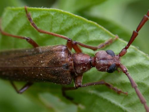 Réf. 603 : Vesperus strepens