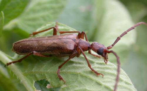 Vesperus strepens