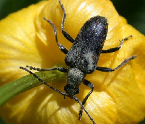 Brachyta interrogationis