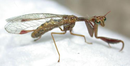 Réf. 619 : Mantispa styriaca