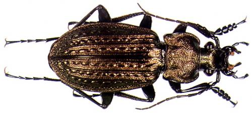 Carabus granulatus