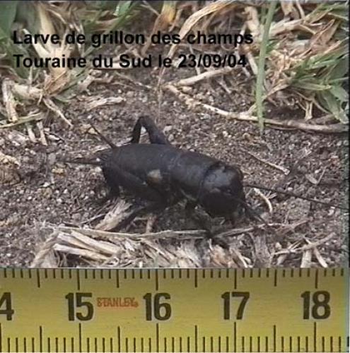 Gryllus campestris