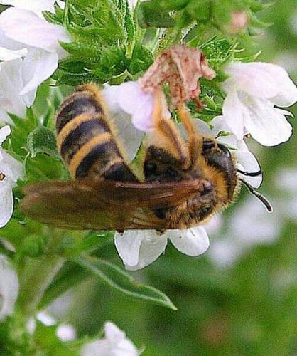 Halictus scabiosae