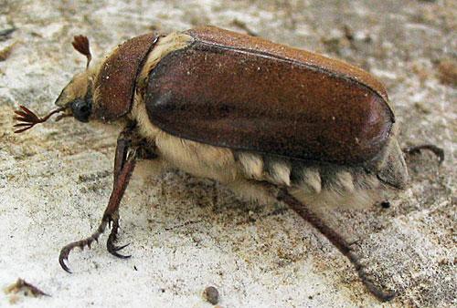 Réf. 311 : Anoxia sp.