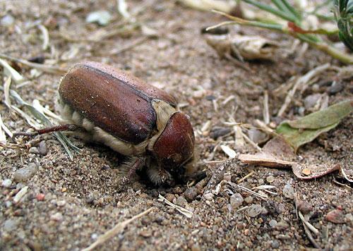 Réf. 312 : Anoxia sp.