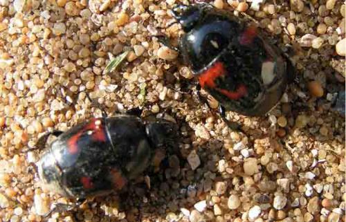 Hister quadrimaculatus