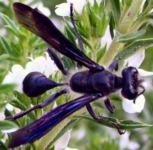 Isodontia mexicana