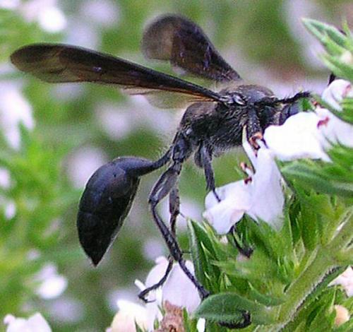 Isodontia mexicana