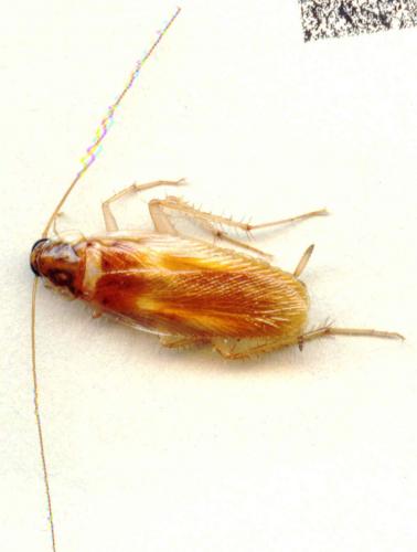 Réf. 883 : Supella longipalpa