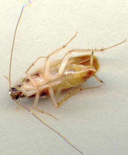 Supella longipalpa