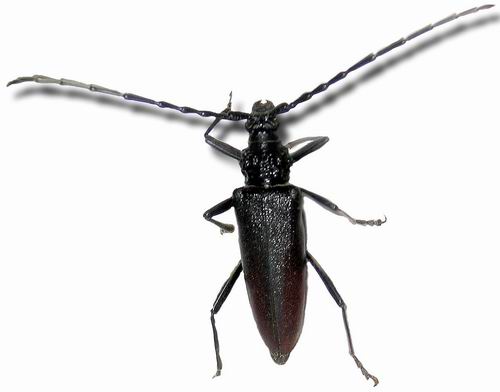 Cerambyx cerdo