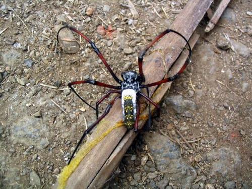 Nephila sp.