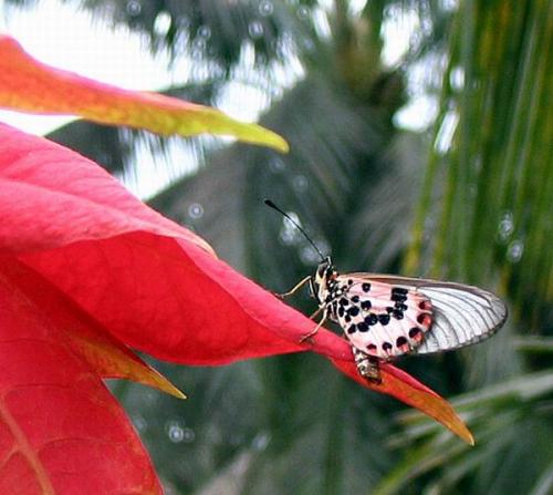 Réf. 508 : Acraea ranavalona
