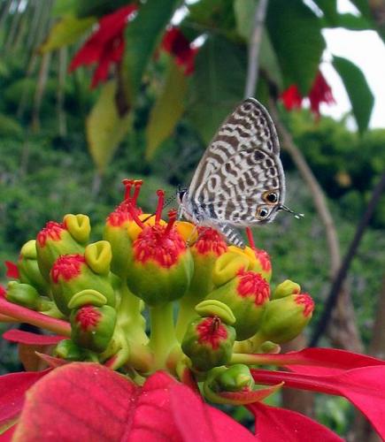 Réf. 509 : Leptotes pirithous
