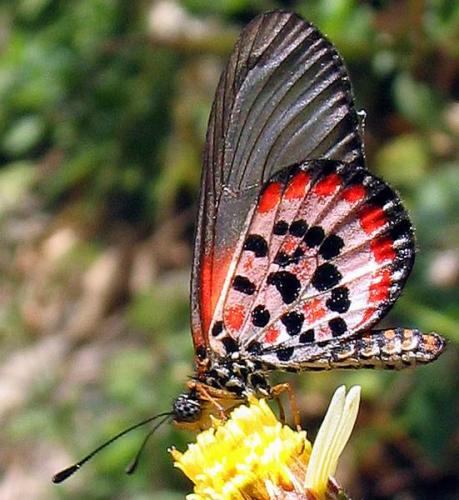 Réf. 515 : Acraea sp.