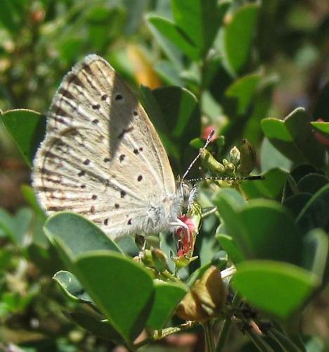 Réf. 517 : Zizeeria knysna