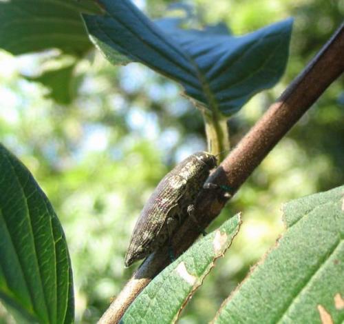 Réf. 521 : Polybothris sp.