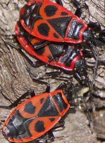 Pyrrhocoris apterus