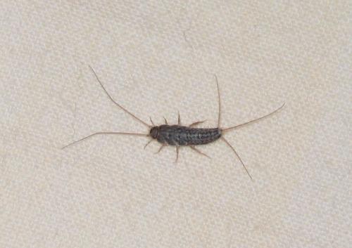 Ctenolepisma lineata