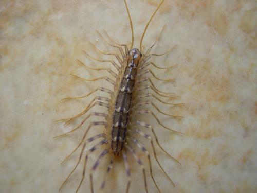 Réf. 169 : Scutigera coleoptrata