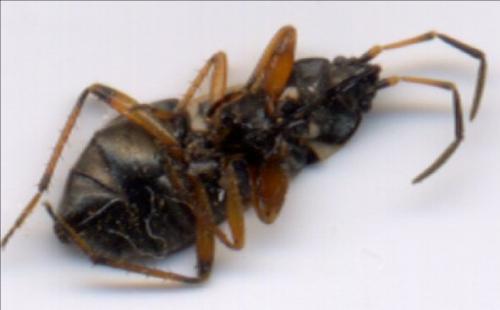 Raglius alboacuminatus