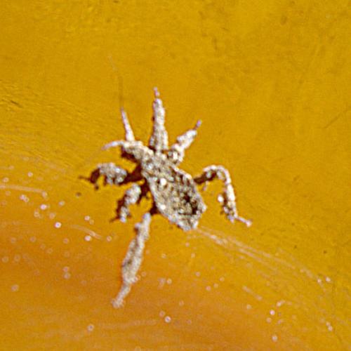 Reduvius personatus