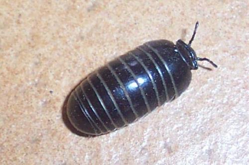Glomeris marginata