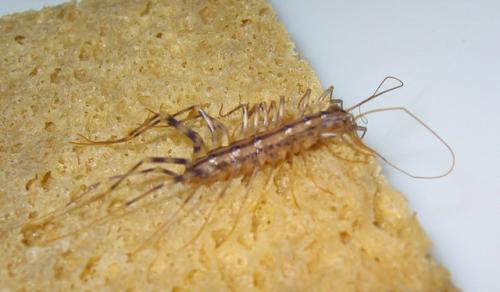 Réf. 788 : Scutigera coleoptrata