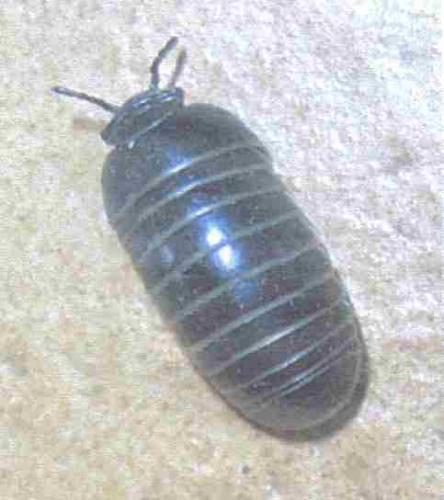 Glomeris marginata