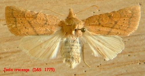 Jodia croceago