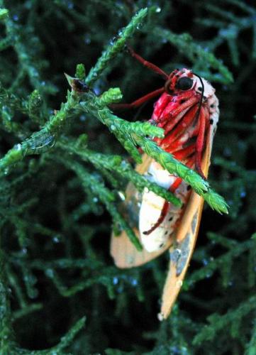 Amerila sp.