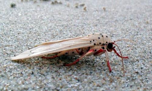 Amerila sp.