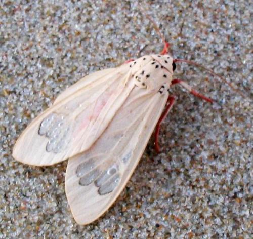 Amerila sp.