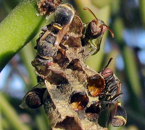 Ropalidia formosa
